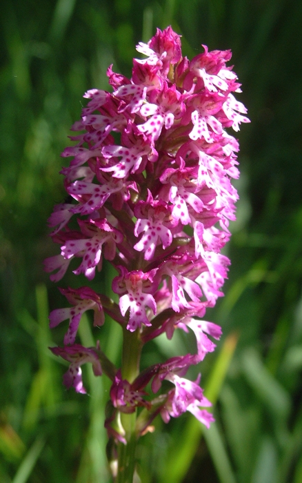 Neotinea xdietrichiana (N.ustulata x N.tridentata)